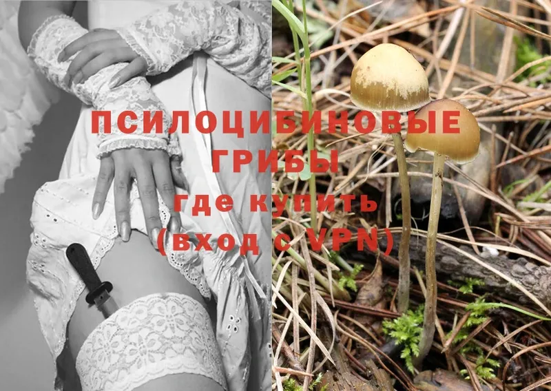 Галлюциногенные грибы Psilocybine cubensis Амурск